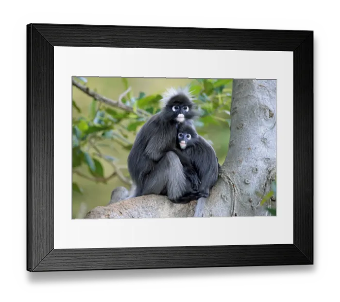 Framed Print : Dusky Leaf Monkey (Trachypithecus obscurus) adult female and young, sitting together on branch (captive) Framed Print : Dusky Leaf Monkey (Trachypithecus obscurus) adult female and young, sitting together on branch (captive)
