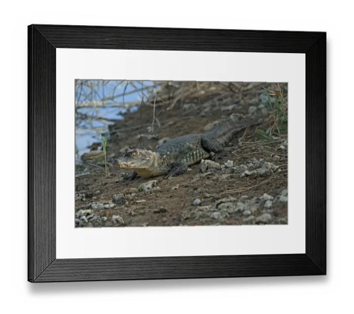 Framed Print : Spectacled Caiman (Caiman crocodilus) immature, resting on bank, Trinidad and Tobago, April Framed Print : Spectacled Caiman (Caiman crocodilus) immature, resting on bank, Trinidad and Tobago, April