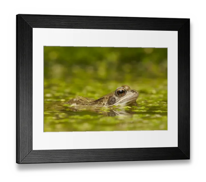Framed Print : Common Frog (Rana temporaria) adult, amongst duckweed at surface of pond, West Midlands, England, March Framed Print : Common Frog (Rana temporaria) adult, amongst duckweed at surface of pond, West Midlands, England, March