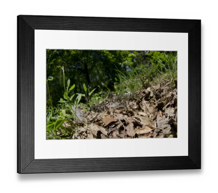Framed Print : Agile Frog (Rana dalmatina) adult, camouflaged on leaf litter in habitat, Limoges, Haute-Vienne, Limousin, France, May Framed Print : Agile Frog (Rana dalmatina) adult, camouflaged on leaf litter in habitat, Limoges, Haute-Vienne, Limousin, France, May