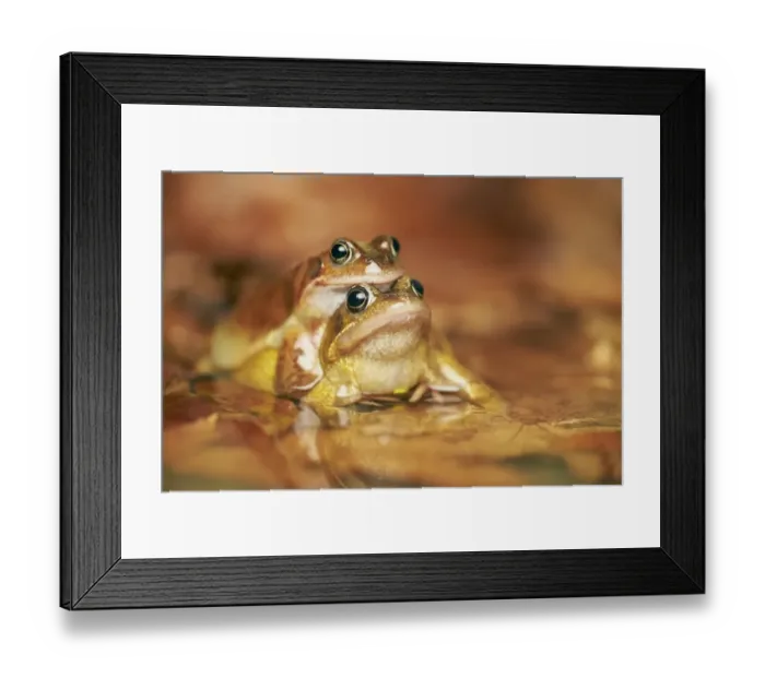 Framed Print : Common Frog (Rana temporaria) adult pair, in amplexus, mating in pool, West Midlands, England, March Framed Print : Common Frog (Rana temporaria) adult pair, in amplexus, mating in pool, West Midlands, England, March