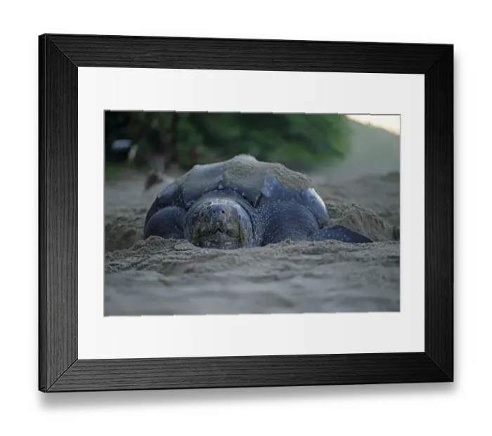Framed Print : Leatherback Turtle (Dermochelys coriacea) adult female, digging hole and laying eggs in sand on beach at dusk Framed Print : Leatherback Turtle (Dermochelys coriacea) adult female, digging hole and laying eggs in sand on beach at dusk