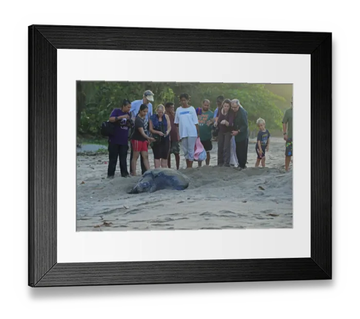 Framed Print : Leatherback Turtle (Dermochelys coriacea) adult female, digging hole and laying eggs in sand on beach at dusk