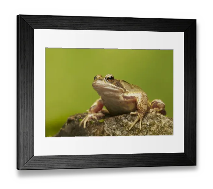 Framed Print : Common Frog (Rana temporaria) adult, sitting on rock, West Midlands, England, March
