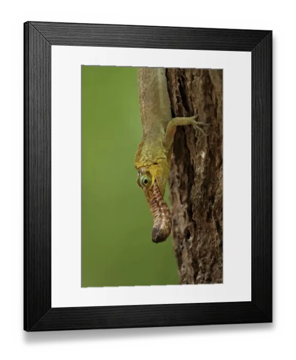 Framed Print : Richards Anole (Anolis richardii) introduced species, adult, feeding on insect grub, Tobago, Trinidad and Tobago, April Framed Print : Richards Anole (Anolis richardii) introduced species, adult, feeding on insect grub, Tobago, Trinidad and Tobago, April