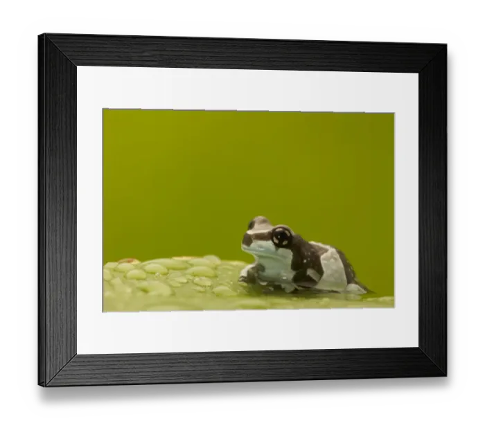 Framed Print : Amazon Milk Frog (Trachycephalus resinifictrix) adult, resting on leaf covered in water droplets (captive) Framed Print : Amazon Milk Frog (Trachycephalus resinifictrix) adult, resting on leaf covered in water droplets (captive)