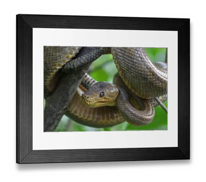 Framed Print : Ruschenbergs Tree Boa (Corallus ruschenbergerii) adult, close-up of head, coiled on branch, Trinidad and Tobago Framed Print : Ruschenbergs Tree Boa (Corallus ruschenbergerii) adult, close-up of head, coiled on branch, Trinidad and Tobago