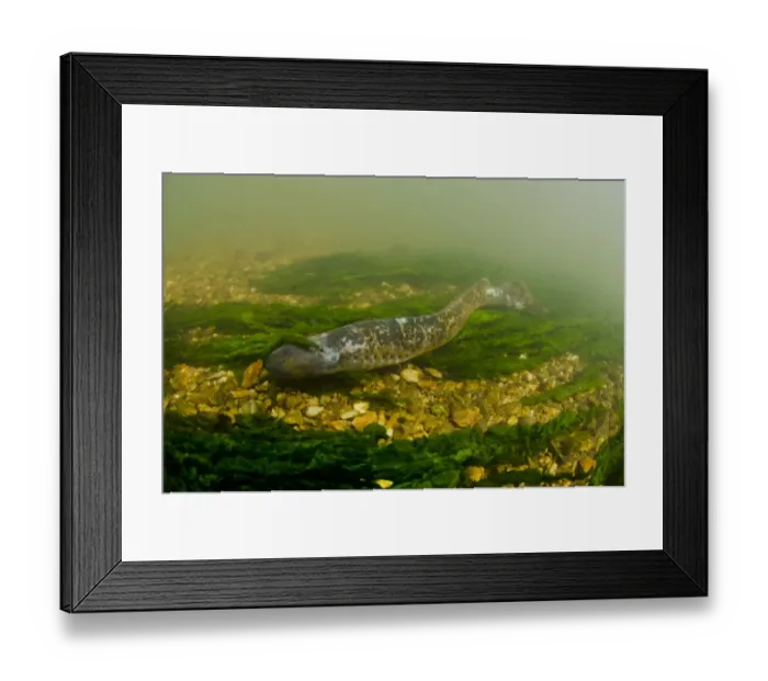 Framed Print : Sea Lamprey (Petromyzon marinus) adult male, spent after having spawned, with scars and eye damage, on stony riverbed Framed Print : Sea Lamprey (Petromyzon marinus) adult male, spent after having spawned, with scars and eye damage, on stony riverbed