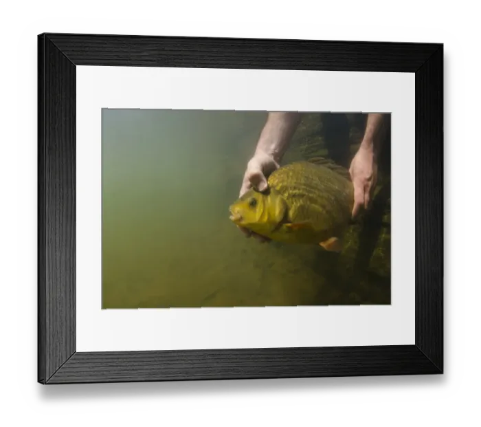 Framed Print : Crucian Carp (Carassius carassius) adult, being released into farm pond, Surrey, England, June Framed Print : Crucian Carp (Carassius carassius) adult, being released into farm pond, Surrey, England, June