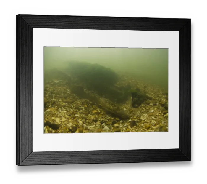 Framed Print : Sea Lamprey (Petromyzon marinus) three adults, in redd nest on stony riverbed, River Test, Hampshire, England, June Framed Print : Sea Lamprey (Petromyzon marinus) three adults, in redd nest on stony riverbed, River Test, Hampshire, England, June
