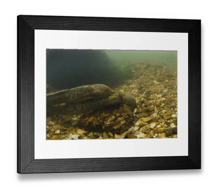 Framed Print : Sea Lamprey (Petromyzon marinus) adult pair, courtship in redd nest on stony riverbed, River Test, Hampshire, England Framed Print : Sea Lamprey (Petromyzon marinus) adult pair, courtship in redd nest on stony riverbed, River Test, Hampshire, England
