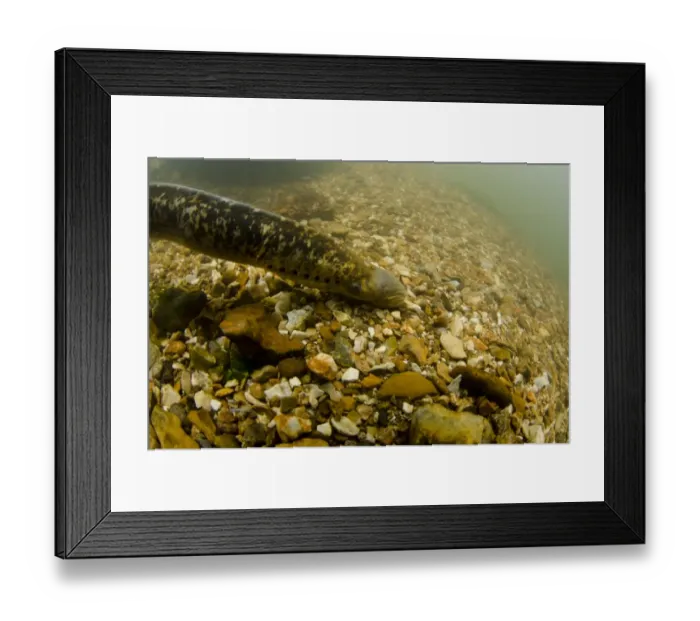 Framed Print : Sea Lamprey (Petromyzon marinus) adult, on stony riverbed, River Test, Hampshire, England, June