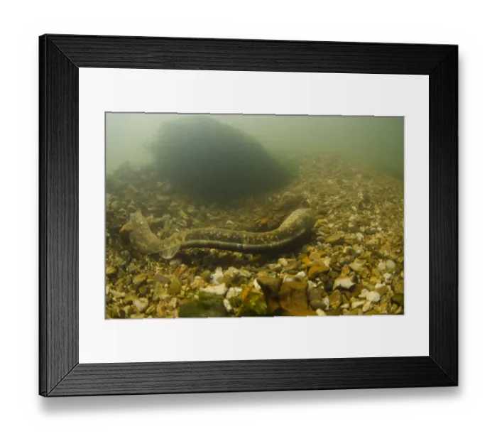 Framed Print : Sea Lamprey (Petromyzon marinus) adult female, digging redd nest on stony riverbed, River Test, Hampshire, England Framed Print : Sea Lamprey (Petromyzon marinus) adult female, digging redd nest on stony riverbed, River Test, Hampshire, England