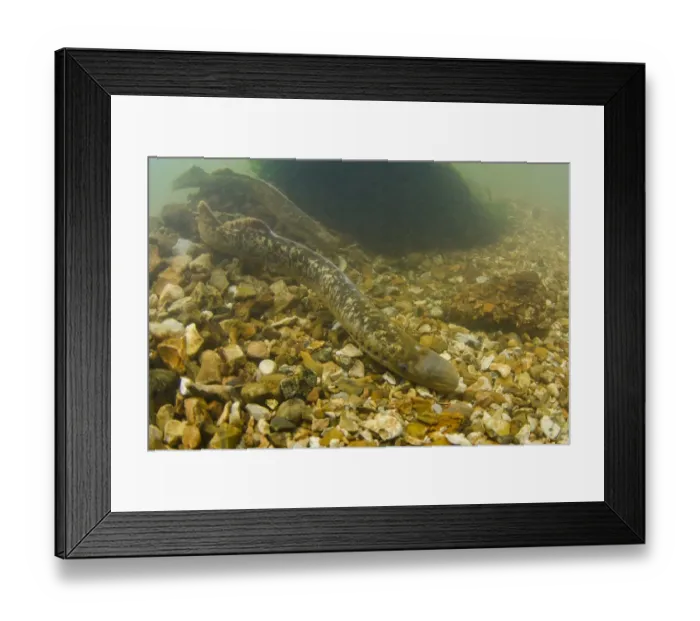 Framed Print : Sea Lamprey (Petromyzon marinus) adult pair, in redd nest on stony riverbed, River Test, Hampshire, England, June