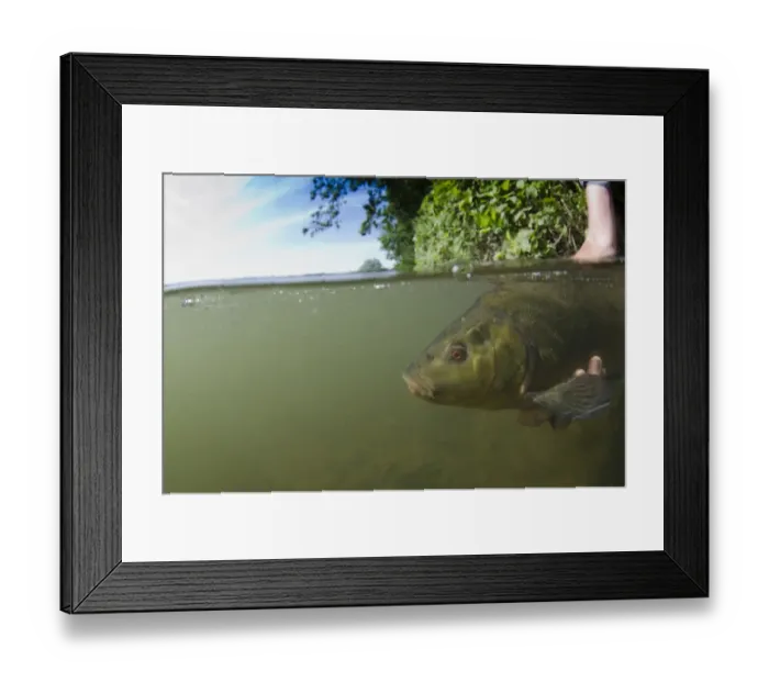 Framed Print : Tench (Tinca tinca) adult, being released into water, Surrey, England, June Framed Print : Tench (Tinca tinca) adult, being released into water, Surrey, England, June