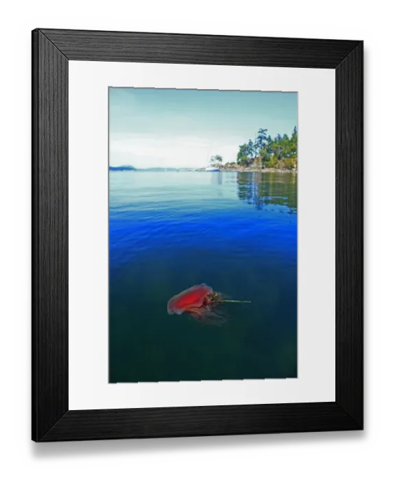 Framed Print : Lions Mane Jellyfish (Cyanea capillata) adult, swimming at surface in inlet, Strait of Georgia, Gulf Islands Framed Print : Lions Mane Jellyfish (Cyanea capillata) adult, swimming at surface in inlet, Strait of Georgia, Gulf Islands