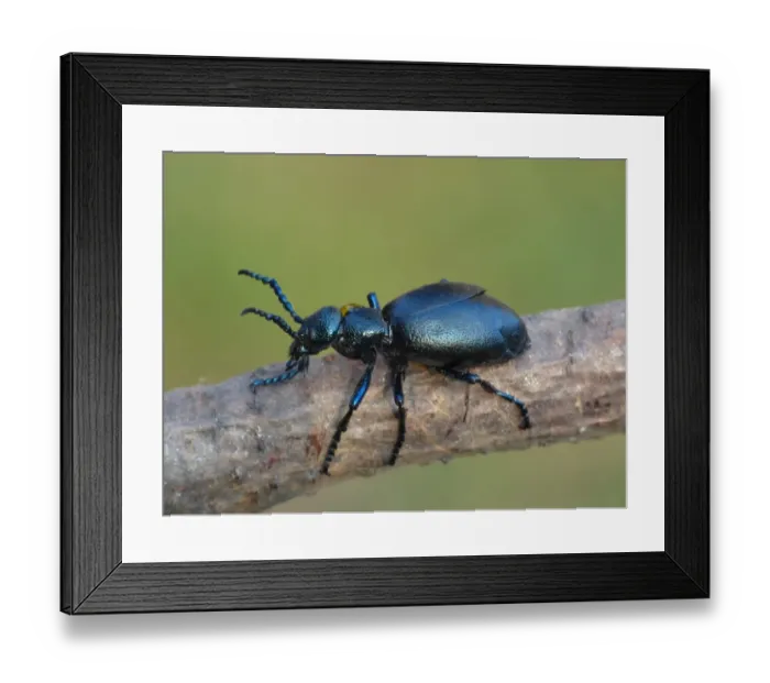 Framed Print : Black Oil Beetle (Meloe proscarabaeus) adult male, resting on twig, Cannobina Valley, Italian Alps, Piedmont, Italy Framed Print : Black Oil Beetle (Meloe proscarabaeus) adult male, resting on twig, Cannobina Valley, Italian Alps, Piedmont, Italy