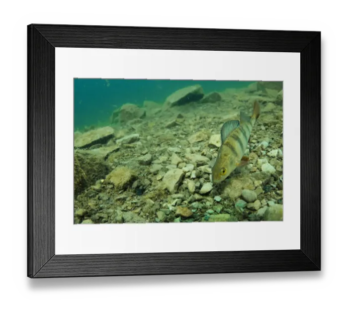 Framed Print : Perch (Perca fluviatilis) adult, swimming over stony lakebed in flooded former granite quarry, Stoney Cove