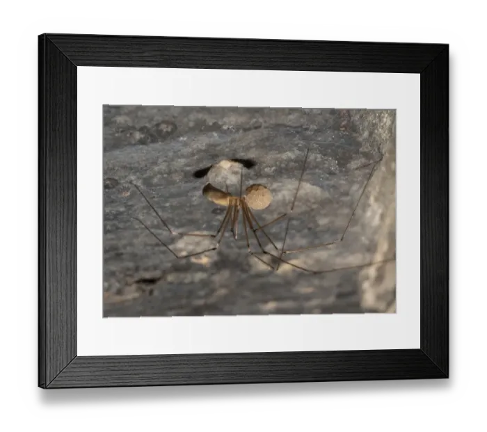 Framed Print : Daddy-long-legs Spider (Pholcus phalangioides) adult female, carrying eggs in house, Chipping, Lancashire, England Framed Print : Daddy-long-legs Spider (Pholcus phalangioides) adult female, carrying eggs in house, Chipping, Lancashire, England