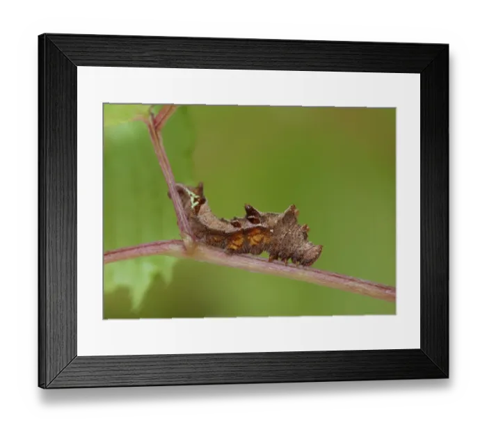 Framed Print : Hungarian Glider (Neptis rivularis) caterpillar, on Bucks Beard (Aruncus dioicus) stem, Cannobina Valley, Italian Alps Framed Print : Hungarian Glider (Neptis rivularis) caterpillar, on Bucks Beard (Aruncus dioicus) stem, Cannobina Valley, Italian Alps