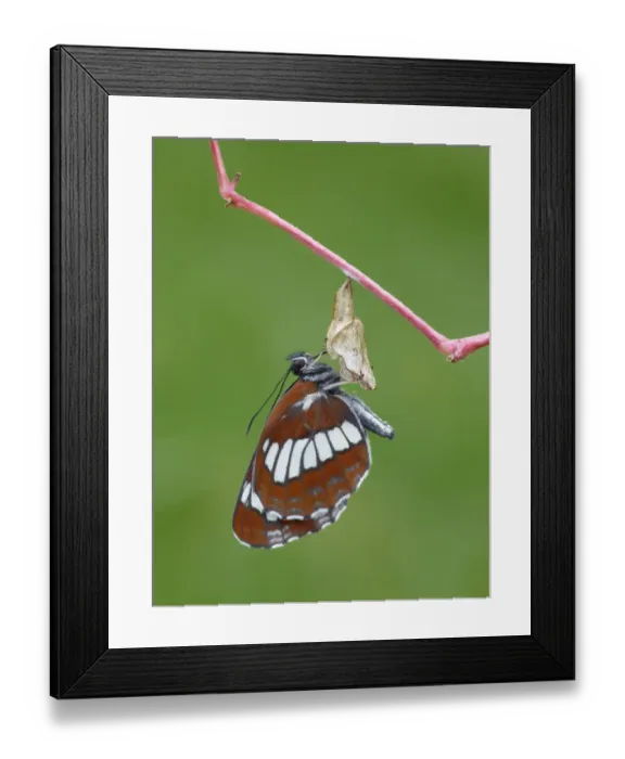 Framed Print : Hungarian Glider (Neptis rivularis) adult, newly emerged from pupal case, Cannobina Valley, Italian Alps, Piedmont Framed Print : Hungarian Glider (Neptis rivularis) adult, newly emerged from pupal case, Cannobina Valley, Italian Alps, Piedmont