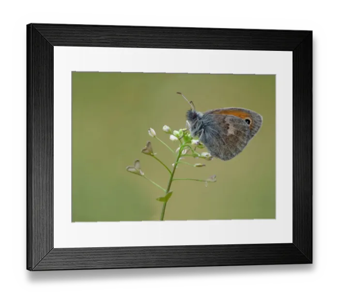 Framed Print : Small Heath (Coenonympha pamphilus) adult, resting on Shepherds Purse (Capsella bursa-pastoris) flowers, Corsica