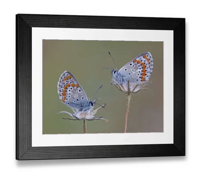 Framed Print : Brown Argus (Aricia agestis) two adults, roosting on dry flowerheads, Corsica, France, April Framed Print : Brown Argus (Aricia agestis) two adults, roosting on dry flowerheads, Corsica, France, April