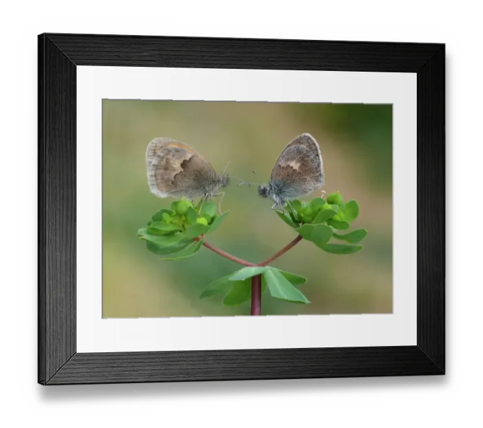Framed Print : Small Heath (Coenonympha pamphilus) two adults, roosting on euphorbia leaves, Corsica, France, May Framed Print : Small Heath (Coenonympha pamphilus) two adults, roosting on euphorbia leaves, Corsica, France, May