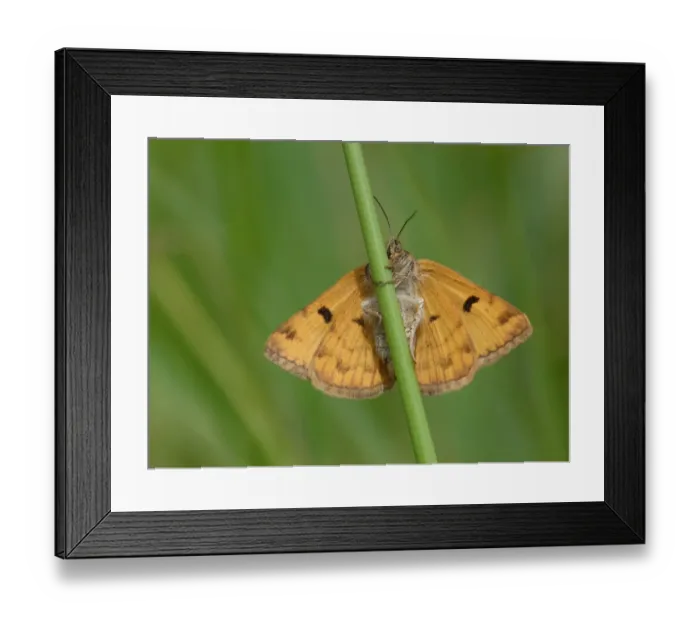 Framed Print : Burnet Companion Moth (Euclidia glyphica) adult female, underside, resting on grass, Leicestershire, England, June Framed Print : Burnet Companion Moth (Euclidia glyphica) adult female, underside, resting on grass, Leicestershire, England, June