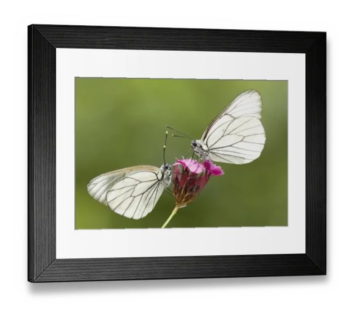 Framed Print : Black-veined White (Aporia crataegi) two adults, roosting on flower, Bulgaria, June Framed Print : Black-veined White (Aporia crataegi) two adults, roosting on flower, Bulgaria, June