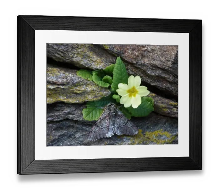 Framed Print : Oak Beauty (Biston strataria) adult male, roosting on Common Primrose (Primula vulgaris) growing on drystone wall Framed Print : Oak Beauty (Biston strataria) adult male, roosting on Common Primrose (Primula vulgaris) growing on drystone wall