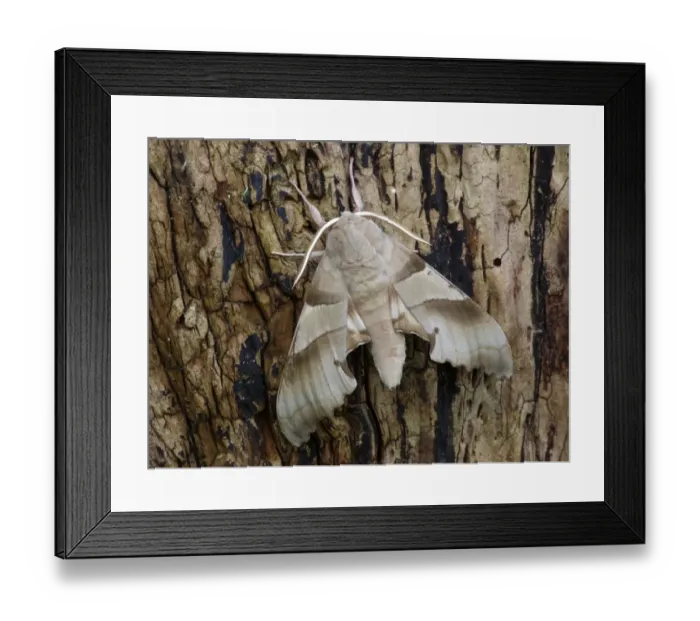 Framed Print : Oak Hawkmoth (Marumba quercus) adult male, resting on tree stump, Corsica, France, April Framed Print : Oak Hawkmoth (Marumba quercus) adult male, resting on tree stump, Corsica, France, April