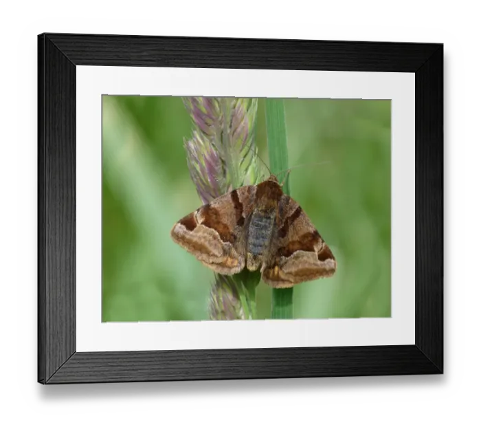 Framed Print : Burnet Companion Moth (Euclidia glyphica) adult female, resting on grass, Leicestershire, England, June Framed Print : Burnet Companion Moth (Euclidia glyphica) adult female, resting on grass, Leicestershire, England, June