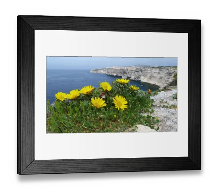 Framed Print : Mediterranean Beach Daisy (Asteriscus maritimus) flowering, growing on limestone rocks in clifftop habitat Framed Print : Mediterranean Beach Daisy (Asteriscus maritimus) flowering, growing on limestone rocks in clifftop habitat
