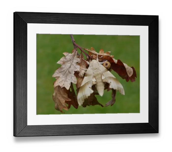 Framed Print : Oak Hawkmoth (Marumba quercus) adult, resting on dry oak leaves, Corsica, France, April Framed Print : Oak Hawkmoth (Marumba quercus) adult, resting on dry oak leaves, Corsica, France, April