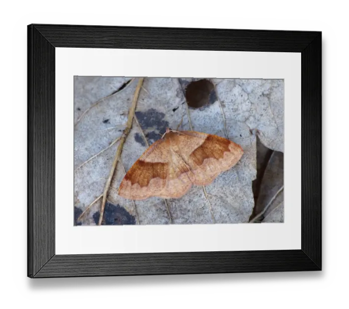 Framed Print : Barred Umber Moth (Plagodis pulveraria) adult male, resting on decaying leaves, Cannobina Valley, Italian Alps