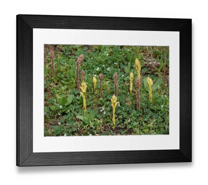 Framed Print : Common Broomrape (Orobanche minor) red and yellow forms, flowerspikes, group growing in meadow, Corsica, France, April Framed Print : Common Broomrape (Orobanche minor) red and yellow forms, flowerspikes, group growing in meadow, Corsica, France, April