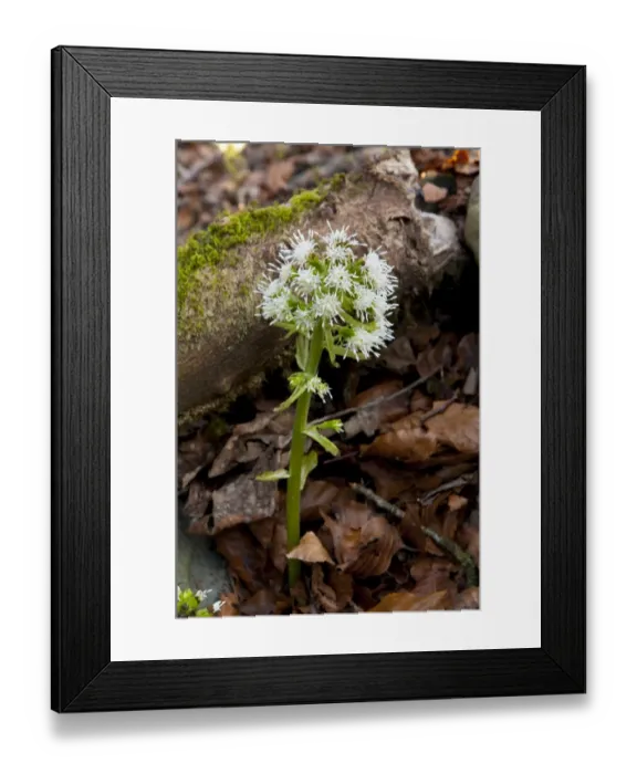 Framed Print : White Butterbur (Petasites albus) introduced species, flowering, growing in woodland on shore of lake, Lake Windermere Framed Print : White Butterbur (Petasites albus) introduced species, flowering, growing in woodland on shore of lake, Lake Windermere