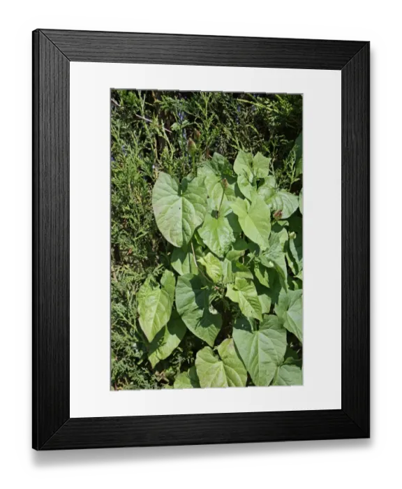 Framed Print : Hedge Bindweed (Calystegia sepium) leaves, climbing Leyland Cypress (Cupressus x leylandii) hedge in garden Framed Print : Hedge Bindweed (Calystegia sepium) leaves, climbing Leyland Cypress (Cupressus x leylandii) hedge in garden