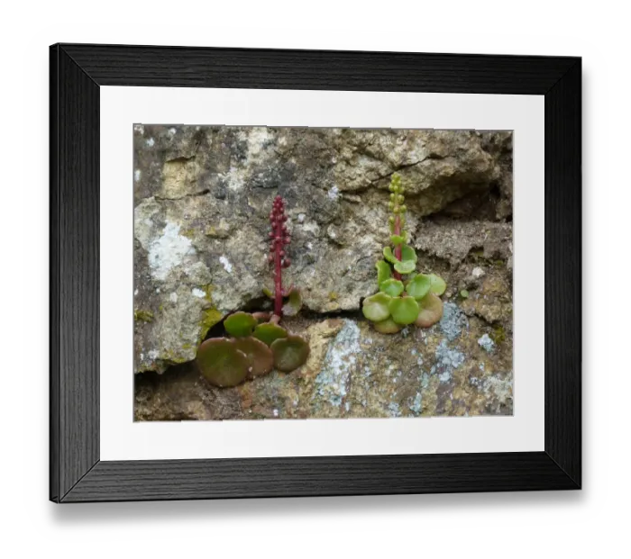 Framed Print : Navelwort (Umbilicus rupestris) red and green form, growing in rock crevice, Corsica, France, April