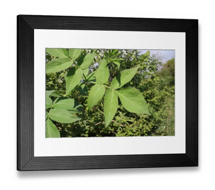 Framed Print : Elder (Sambucus nigra) close-up of leaves, growing in hedgerow, Mendlesham, Suffolk, England, April Framed Print : Elder (Sambucus nigra) close-up of leaves, growing in hedgerow, Mendlesham, Suffolk, England, April