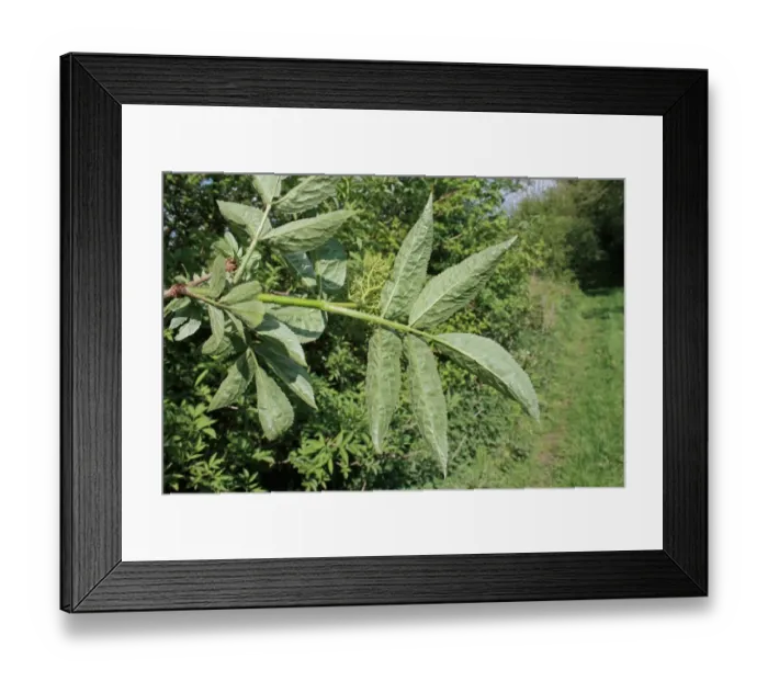Framed Print : Elder (Sambucus nigra) close-up of leaves underside, growing in hedgerow, Mendlesham, Suffolk, England, April Framed Print : Elder (Sambucus nigra) close-up of leaves underside, growing in hedgerow, Mendlesham, Suffolk, England, April