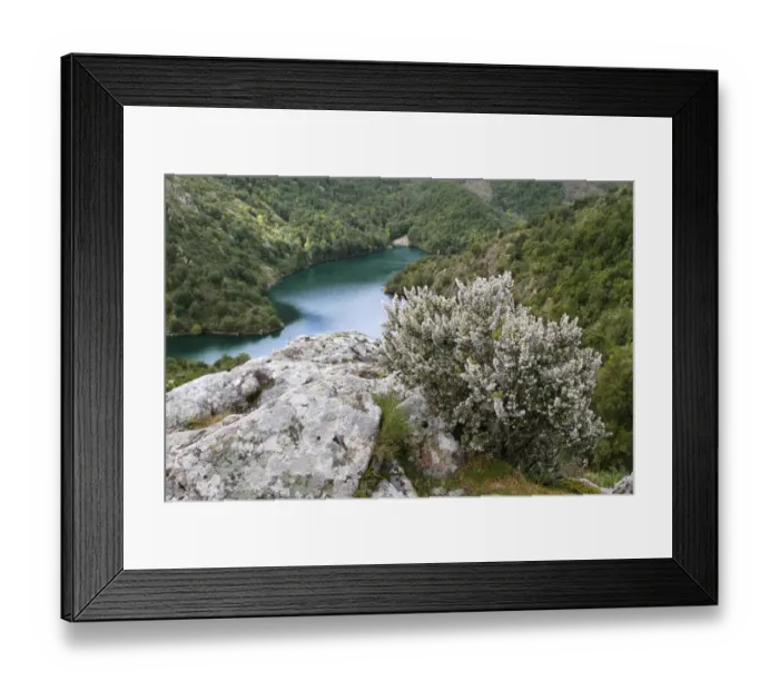 Framed Print : Tree Heath (Erica arborea) flowering, growing in mountain habitat, Corsica, France, April Framed Print : Tree Heath (Erica arborea) flowering, growing in mountain habitat, Corsica, France, April