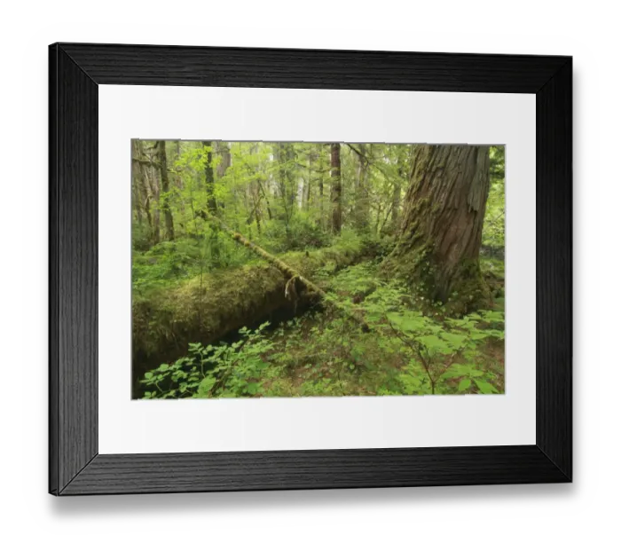 Framed Print : Western Red Cedar (Thuja plicata) trunk and logs in temperate coastal rainforest habitat, Coast Mountains Framed Print : Western Red Cedar (Thuja plicata) trunk and logs in temperate coastal rainforest habitat, Coast Mountains