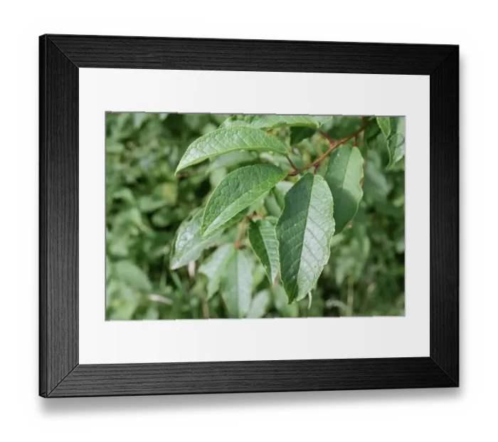 Framed Print : Bird Cherry (Prunus padus) close-up of leaves, growing in woodland, Vicarage Plantation, Mendlesham, Suffolk, England Framed Print : Bird Cherry (Prunus padus) close-up of leaves, growing in woodland, Vicarage Plantation, Mendlesham, Suffolk, England