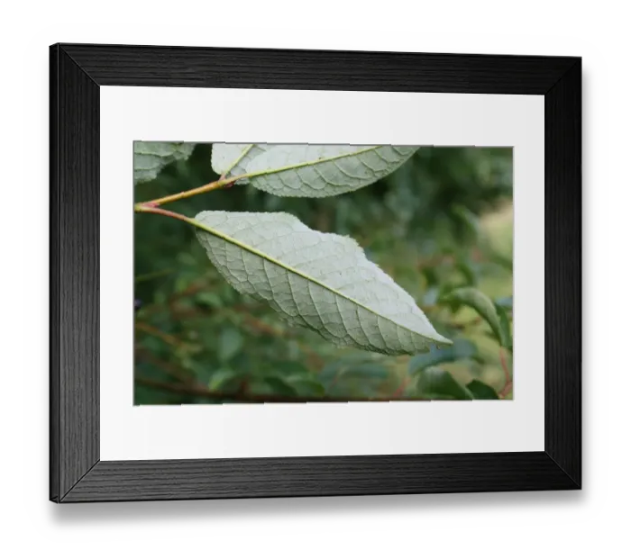 Framed Print : Bird Cherry (Prunus padus) close-up of leaf underside, growing in woodland, Vicarage Plantation, Mendlesham, Suffolk Framed Print : Bird Cherry (Prunus padus) close-up of leaf underside, growing in woodland, Vicarage Plantation, Mendlesham, Suffolk