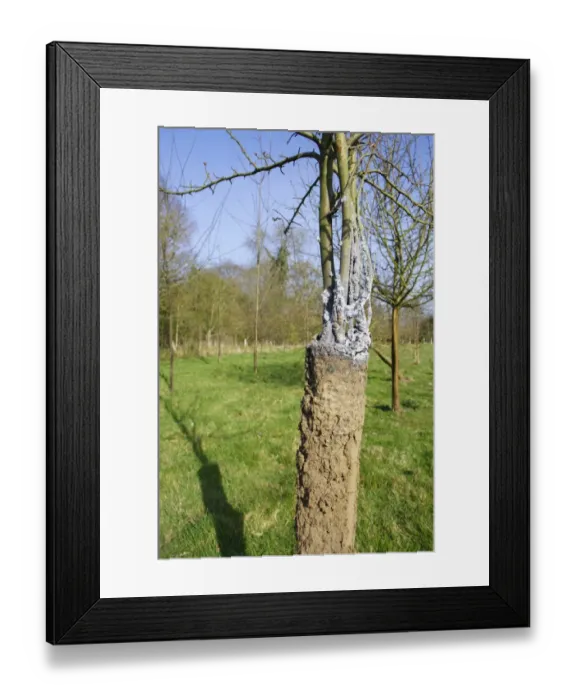 Framed Print : Bird Cherry (Prunus padus) sapling, covered with mould and soil from nesting ants after being removed from plastic Framed Print : Bird Cherry (Prunus padus) sapling, covered with mould and soil from nesting ants after being removed from plastic
