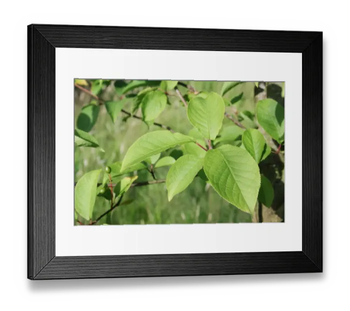 Framed Print : Bird Cherry (Prunus padus) close-up of leaves, growing in woodland, Vicarage Plantation, Mendlesham, Suffolk, England Framed Print : Bird Cherry (Prunus padus) close-up of leaves, growing in woodland, Vicarage Plantation, Mendlesham, Suffolk, England