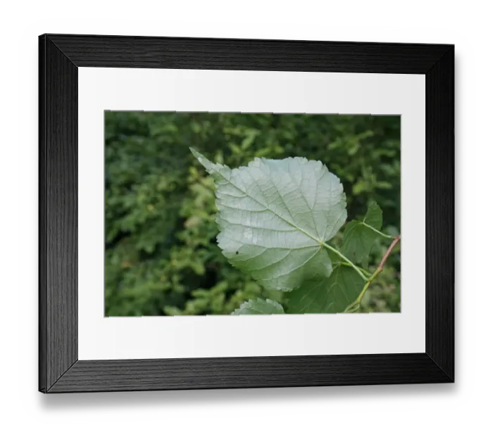 Framed Print : Small-leaved Lime (Tilia cordata) close-up of leaf underside, growing in woodland, Vicarage Plantation, Mendlesham Framed Print : Small-leaved Lime (Tilia cordata) close-up of leaf underside, growing in woodland, Vicarage Plantation, Mendlesham