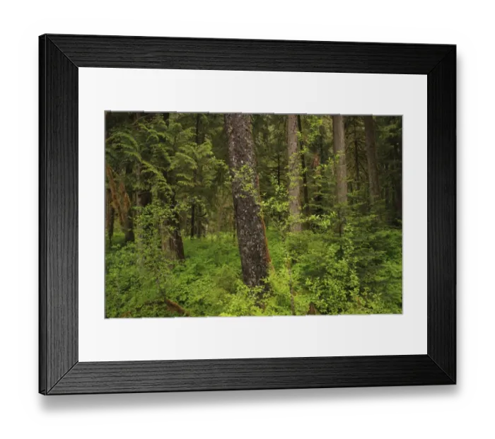 Framed Print : Temperate coastal rainforest habitat, Inside Passage, Coast Mountains, Great Bear Rainforest, British Columbia, Canada Framed Print : Temperate coastal rainforest habitat, Inside Passage, Coast Mountains, Great Bear Rainforest, British Columbia, Canada